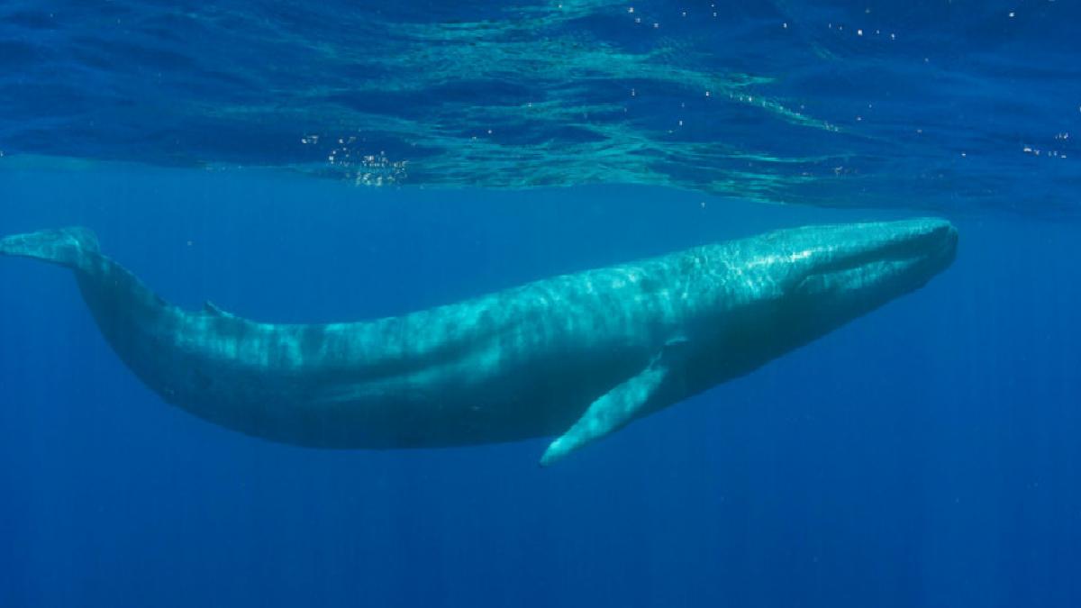 Balinaları Dev Yapan Genlerin Kilidini Açmak