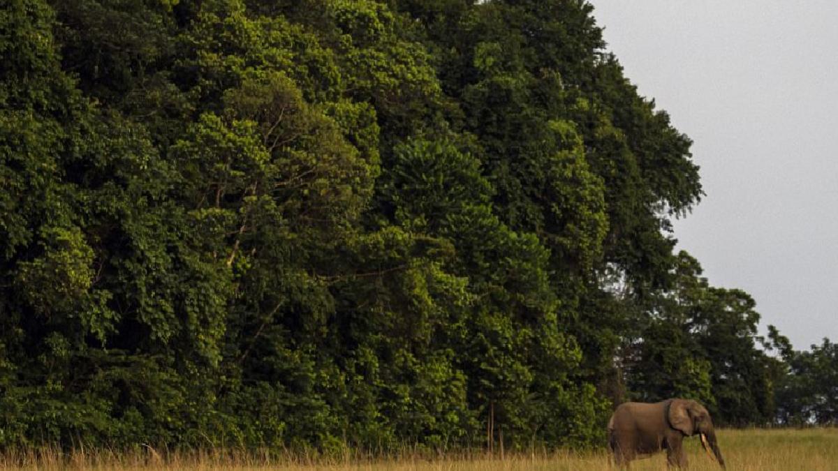 Gabon'un Tek Orman Festivali'nin kalbinde tropik ormanların korunması
