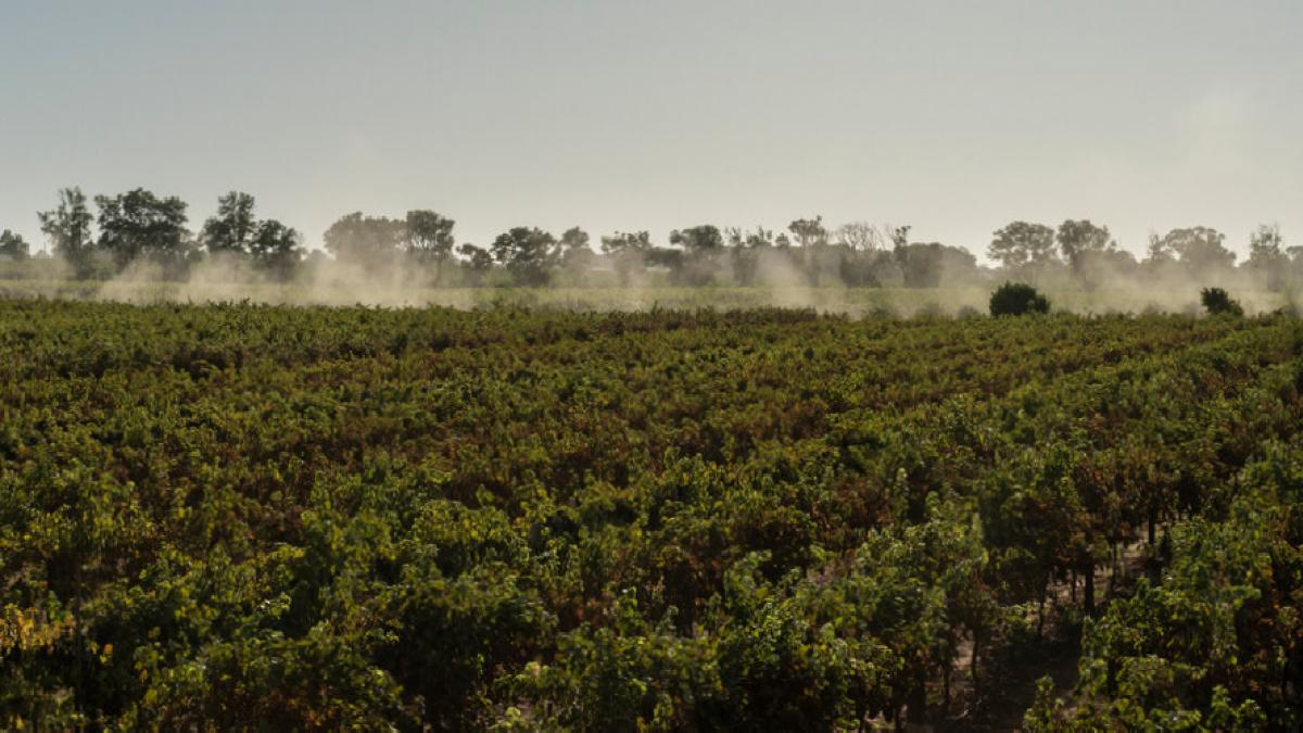 Çin Şarap Tarifesi Avustralya'nın Üzüm Yetiştiricilerini Krize İtiyor