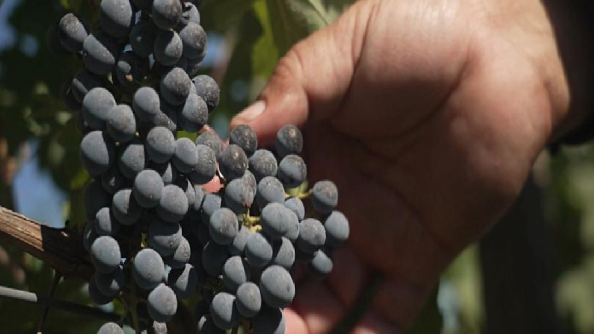 Azerbaycan'daki zengin şarapçılık geleneğini keşfetmek